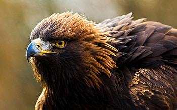 Hawk , Bird, Wildlife HD wallpaper