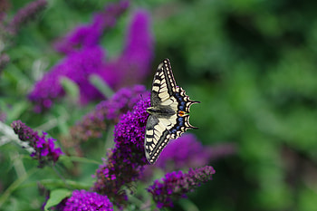 Animals, Flowers, Pattern, Butterfly, Wings, Tropical HD wallpaper