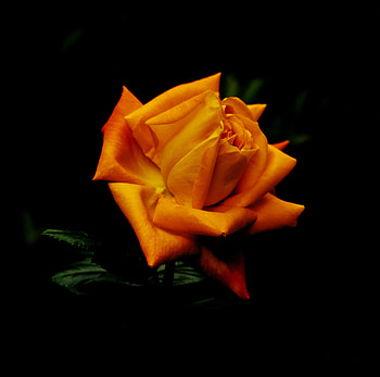 Flowers, orange rose, close up, bloom HD wallpaper