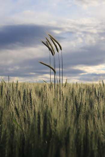 Nature, Grass, Horizon, Field, Ears, Spikes HD phone wallpaper