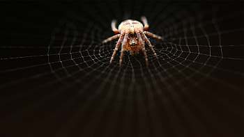 Get the latest spider, web, net news, and videos and learn all about spider, web, net from 4u.org, your news source. HD wallpaper