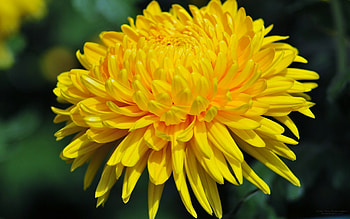 Chrysanthemum, Yellow flowers, perfection, Floral delight HD wallpaper