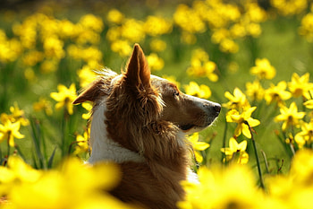 Animals, Flowers, Dog, Muzzle, Profile HD wallpaper