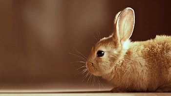 Bunny, , Cute bunny , Animal backgrounds HD wallpaper