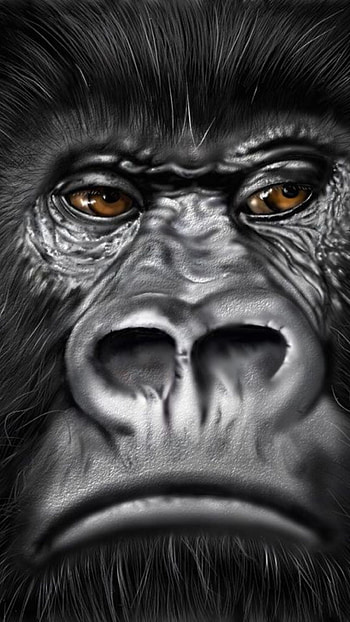 Gorilla , beauty, Laptop backgrounds, Mobile art HD phone wallpaper
