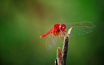 Grass, Macro, Branch, Wings, Dragonfly HD wallpaper