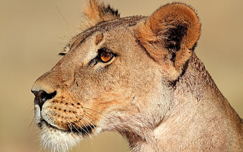 Animals, Muzzle, Lion, Lioness, Profile HD wallpaper
