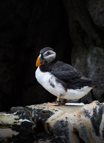 Puffin, beautiful, aquatic life HD phone wallpaper
