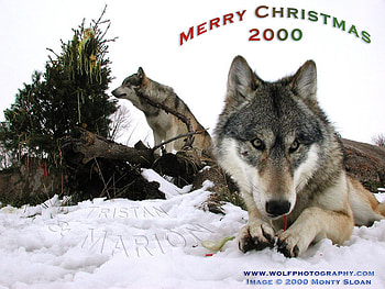 YAY!!!, wolves, snow, christmas, logs, nature HD wallpaper