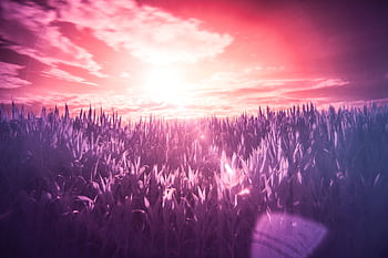 A mystical meadow bathed in infrared hues under a bright sunset, creating a surreal atmosphere. HD wallpaper