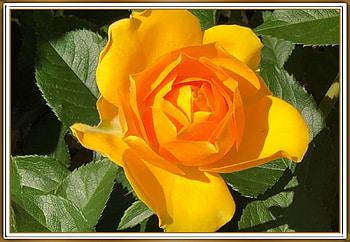 PRETTY YELLOW ROSE, FLOWER, PRETTY, NATURE HD wallpaper