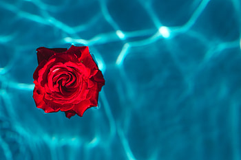 Water, Rose Flower, Rose, Bud, Minimalism HD wallpaper
