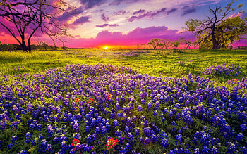 Bluebonnets at Hill Country, Texas, field, blossoms, trees, clouds, colors, sky, usa, sunset HD wallpaper