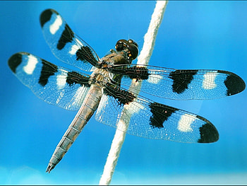 Insects, Dragonflies HD wallpaper
