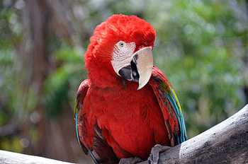 Red parrot, macaw, bird HD wallpaper