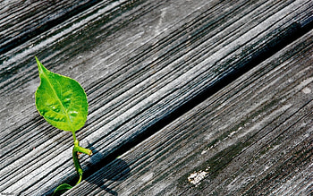 Plants, Leaves HD wallpaper