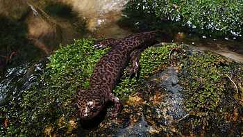 salamander, animal, salamader, rock, moss HD wallpaper