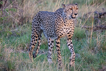 Animals, Grass, Cheetah, Muzzle, Predator, Big Cat, Sight, Opinion HD wallpaper
