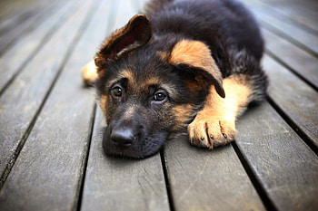 Cool dogs HD wallpaper