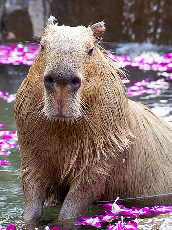 Capybara, Funny HD phone wallpaper
