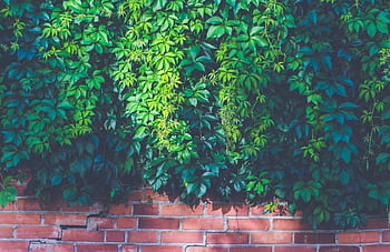 Vibrant leafy vines cascade over a red brick wall bathed in natural sunlight. HD wallpaper