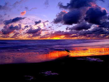 Nature, Sky, Sea, Clouds, Sand, Heron, Shore, Bank, Evening HD wallpaper