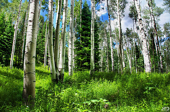 Aspen Trees, Enchanting forests, Majestic landscapes, Serenity HD wallpaper