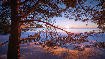 Pinetree in Winter, sunrise, snow, trees, clouds, landscape, sky, sun HD wallpaper