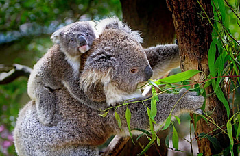 Where to spot koalas, Koalas around the world, Global koala habitats, Koala observation HD wallpaper