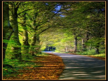 Pathway to Wombleland, pathway, wombleland HD wallpaper