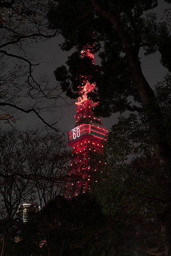 Cities, Night, Branches, Backlight, Illumination, Japan, Tower, Tokyo HD phone wallpaper
