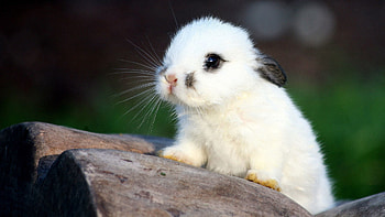 Animals, Spotted, Spotty, Nice, Sweetheart, Rabbit HD wallpaper