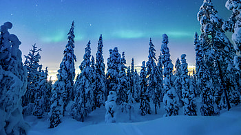 Winter Frosted Forest K HD wallpaper