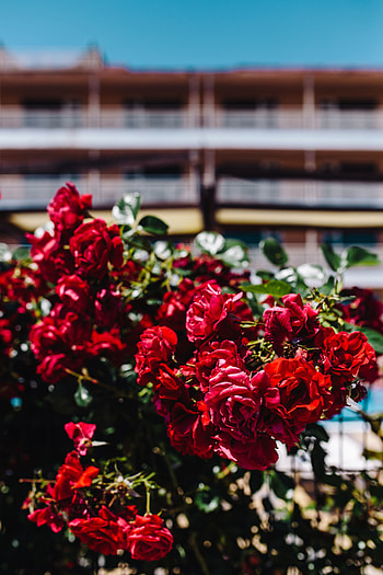 Flowers, Roses, Bush, Blur, Smooth, Buds HD phone wallpaper