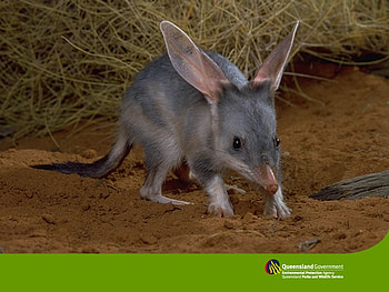 Australian Bilby, Alice, Springs, Bilby, Australian HD wallpaper