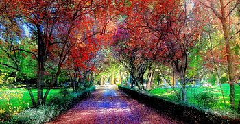 AUTUMN NATURE, pathway, plants, forces of nature, seasons, tree, park, leaves, nature, splendor, places HD wallpaper