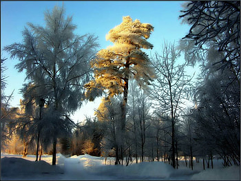 winter snow trees, winter, snow, landscape, trees, nature HD wallpaper