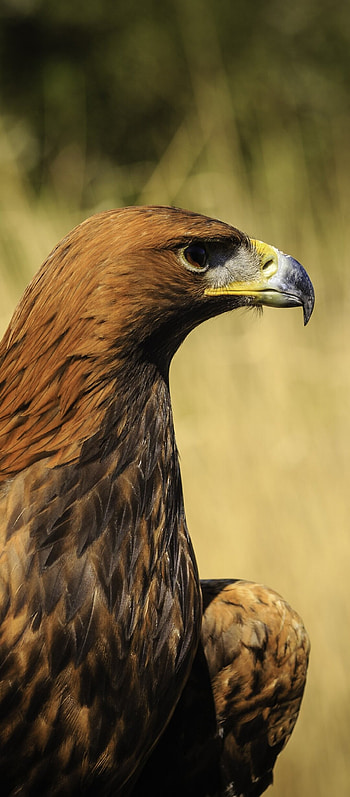 Animal kingdom's golden treasure, Majestic predator, Nature's masterpiece, Wildlife charm HD phone wallpaper