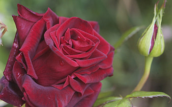 Flower, Macro, Rose Flower, Rose, Petals, Bud HD wallpaper