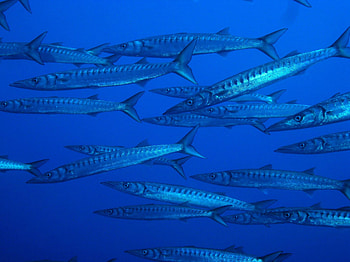 Yellowmouth barracuda, Ocanographique Paul Ricard, Marine institute, Mediterranean HD wallpaper