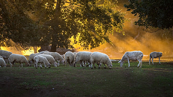 Sheep farm grazing, Livestock tree, Wallpx resolution HD wallpaper