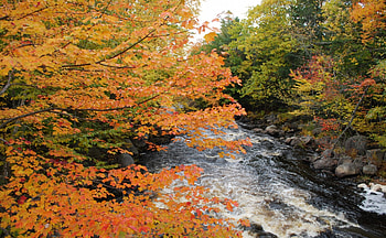 Autumn River, river, flowing, orange, daylight, day, leaves, green, trees, autumn, nature, sky, water HD wallpaper