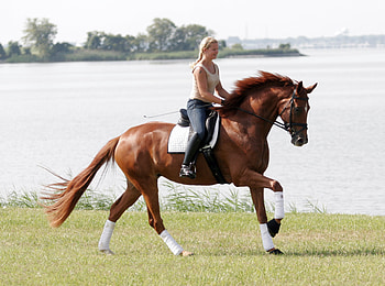 Pleasure riding, Equitation HD wallpaper
