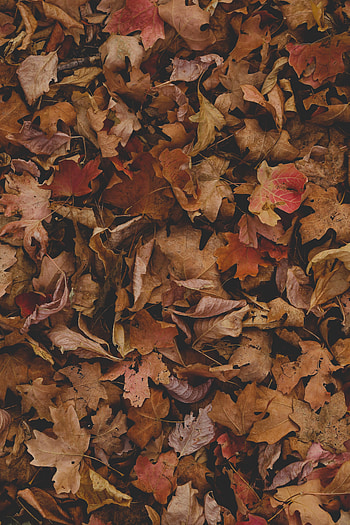 Dry, fallen leaves, autumn HD phone wallpaper