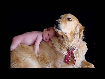I'll be gentle, dog, baby, golden retriever HD wallpaper