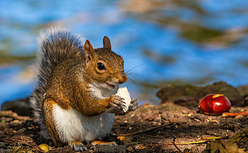 Squirrel, animal, food, rodent HD wallpaper