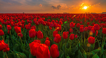 Tulips at sunset, red, field, sky, flowers, sunset, tulipe, fiery, rays, beautiful, summer HD wallpaper