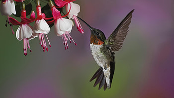 Animals, Humming-Birds, Flower, Bird, Beak, Flight HD wallpaper