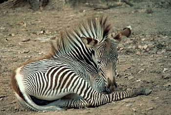 ZEBRA, stripes, white, black HD wallpaper