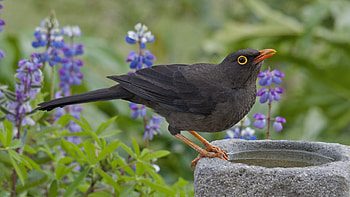 Animals, Flowers, Grass, Bird, Sit, Thrush HD wallpaper